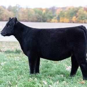 Meet your Posher, Kerri